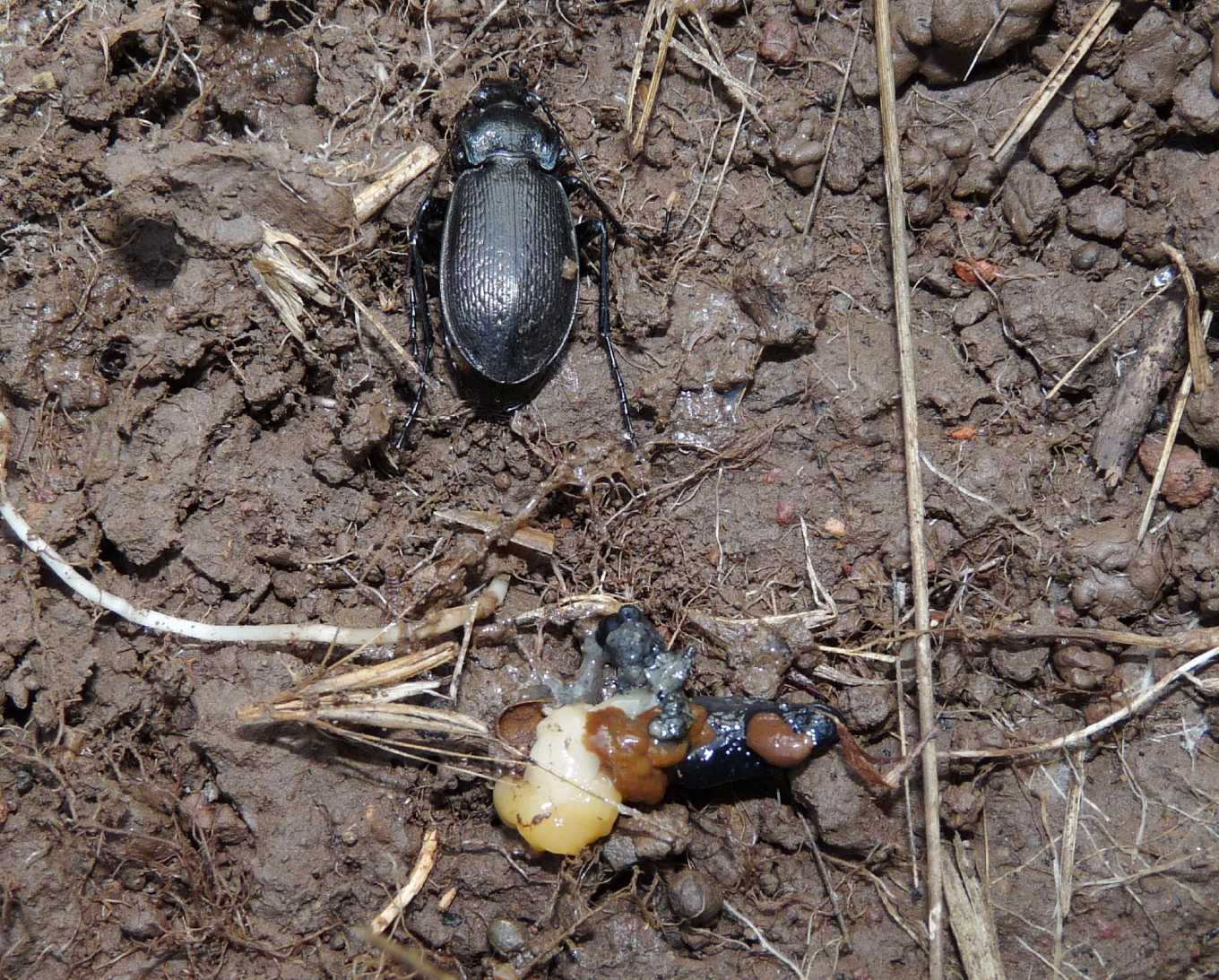 Carabus rossii con preda
